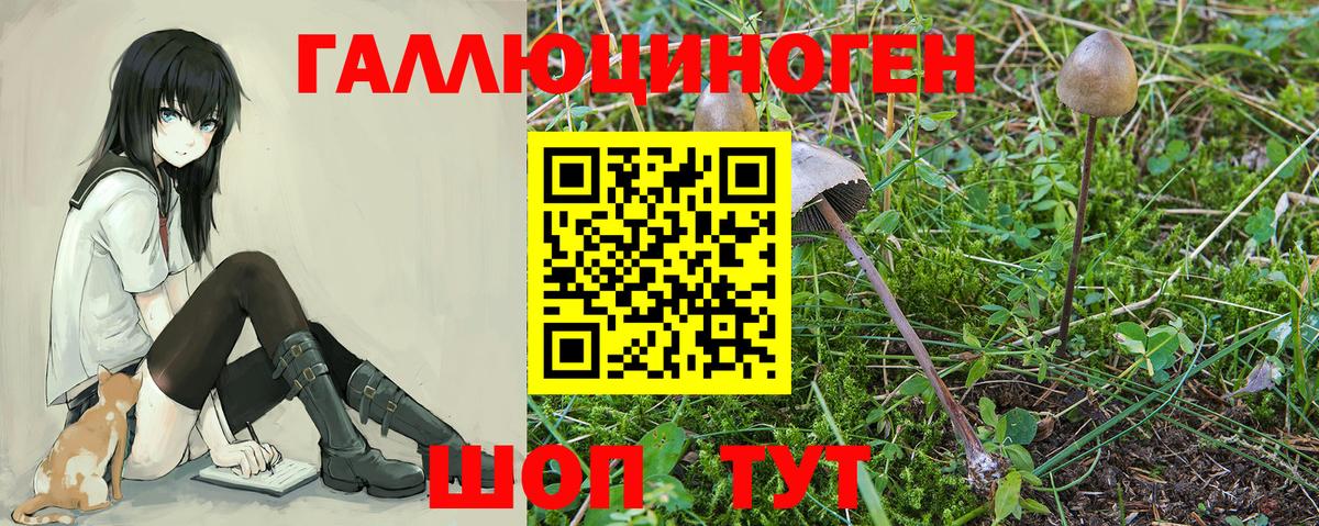 Псилоцибиновые грибы GOLDEN TEACHER  Галлюциногенные грибы мицелий  Вход с VPN  даркнет сайт  Павловский Посад 